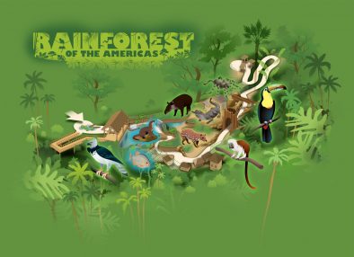 Rainforest of the Americas